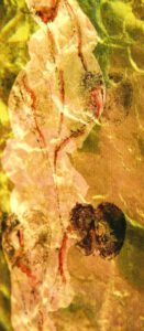 Nr.3 Foto Diaprojektion bedrucktes Chinapapier Irisknospe Schwangerschaft Apfel Fruchtbarkeit Symbol Mutterschaft Schoß Kunst